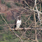 Black-chested Snake-Eagle
