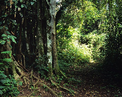 [kakamega-forest-reserve[7].jpg]