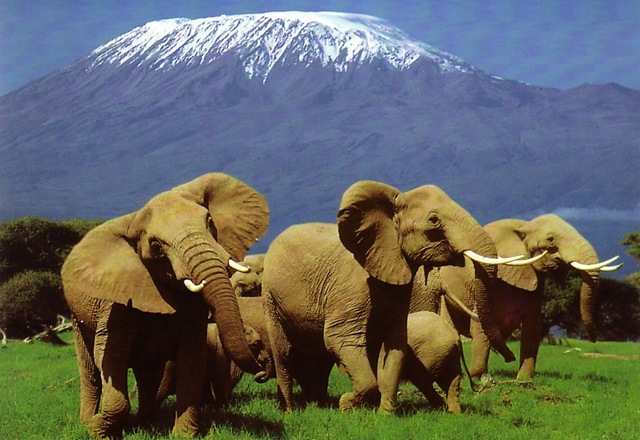 [Amboseli National Park[8].jpg]
