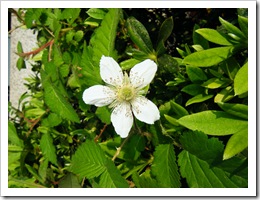 DSCF0807