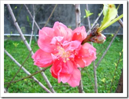 DSCF0811