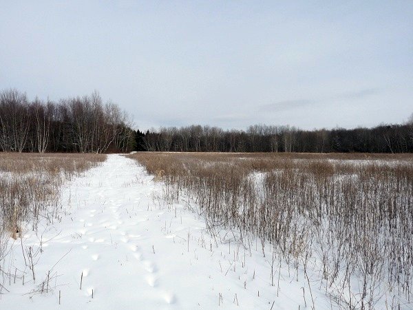 fallow field in winter