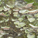 Turkey Tail Mushroom