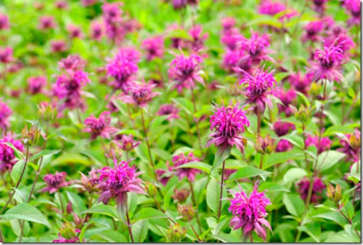 making medicinal herbal tea from bee balm plant making medicinal herbal tea from bee balm plant