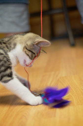 Radames at Play