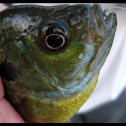 Bluegill