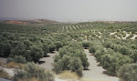 Olive trees in Spain.