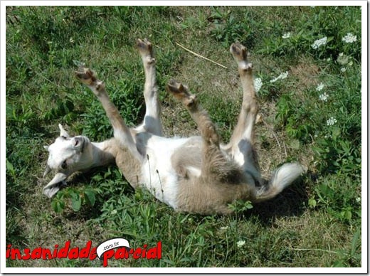 InsanidadeParcial-27_12_10-002