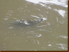 IMG_0527 IMG_0527
