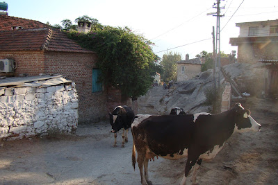 Vacas por las calles
