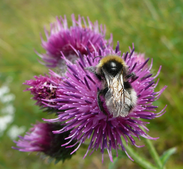 Noorwegen juli 2008