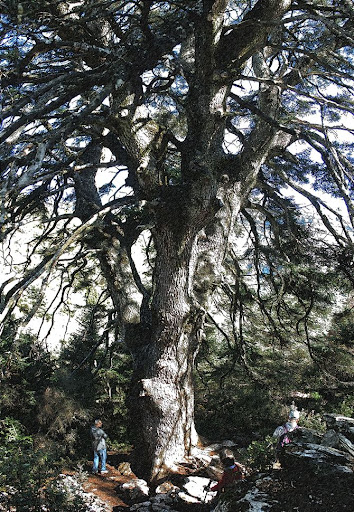 Pinsapo de las Escaleretas Pinsapo de las Escaleretas