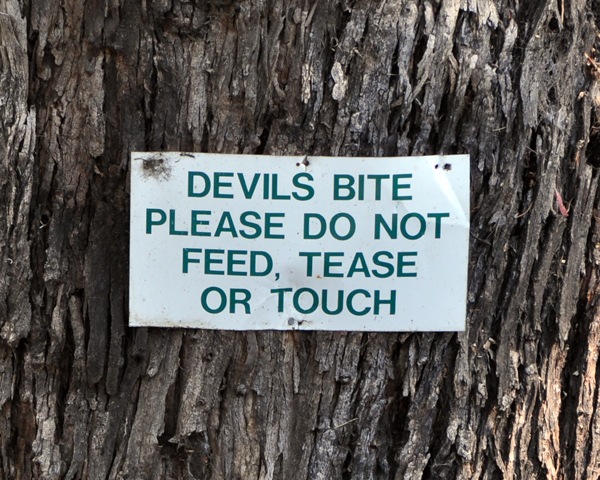 [devilsbite5.jpg]