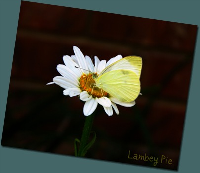 white butterfly on flower wm.jpeg