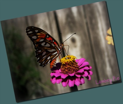 orange butterfly on flower wm.jpeg