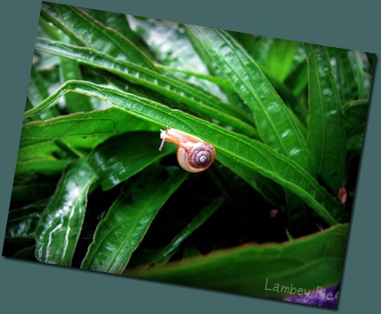 snail on green leaf wm.jpeg