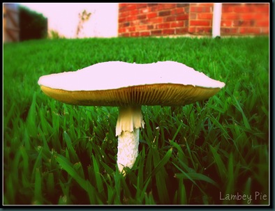 mushroom wm.jpeg