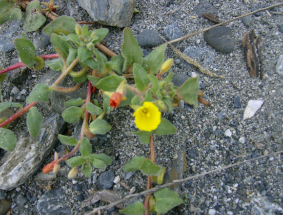 Spotting Image 1