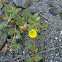 Beach Evening Primrose