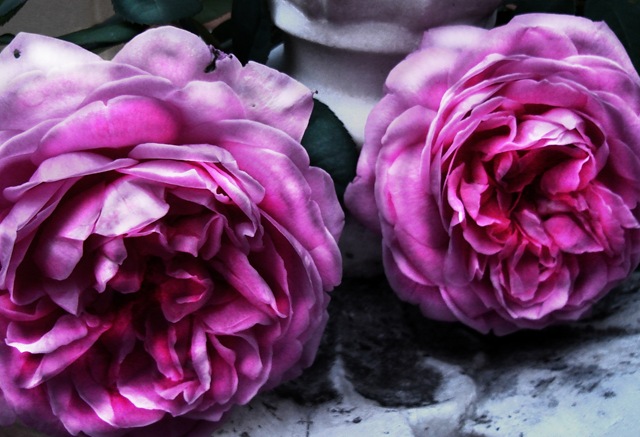 [Marbled Rose I[4].jpg]