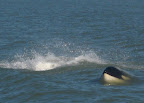 Orca orca pictures