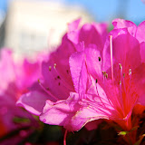 DSC_1181.JPG