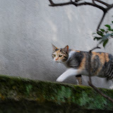 DSC_0703.JPG