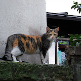 DSC_0709.JPG