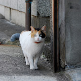 DSC_1171.JPG