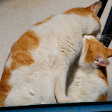 DSC_1819.JPG