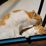 DSC_1823.JPG