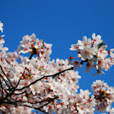 DSC_0337.JPG