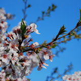 DSC_0336.JPG