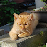 DSC_1361.JPG