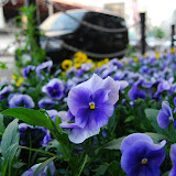 DSC_1422.JPG