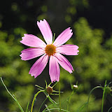 DSC_1525.JPG
