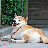 くれるカメラ目線