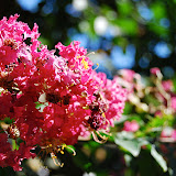 DSC_1515.JPG