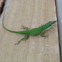 Green Anole