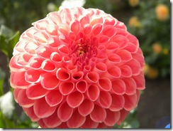 DSCN6866
