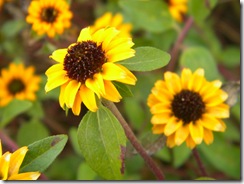 DSCN6877