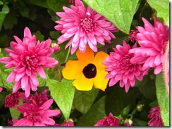 DSCN6898
