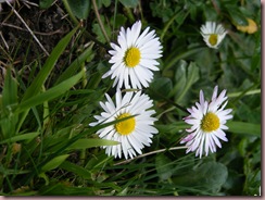 DSCF0561