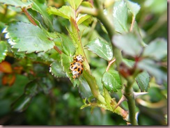 DSCF0624