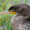 Double-crested cormorant