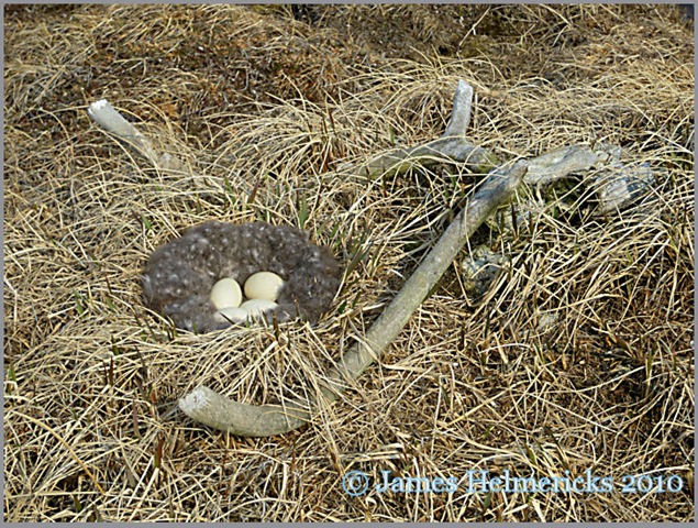 [Brant-Nest-antler-0320[3].jpg]