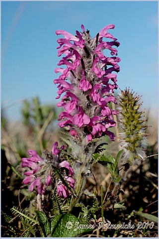 [Lousewort-Woolly-V_2354[3].jpg]