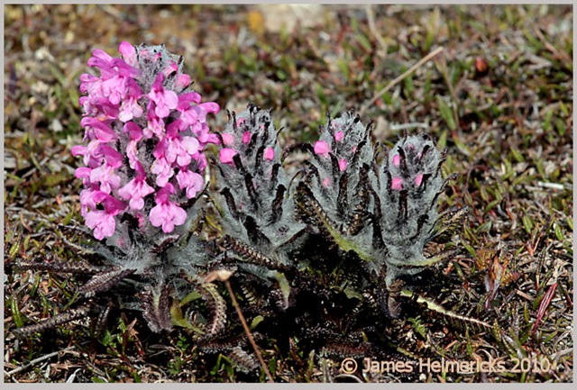 [WollyLousewort_1495[3].jpg]