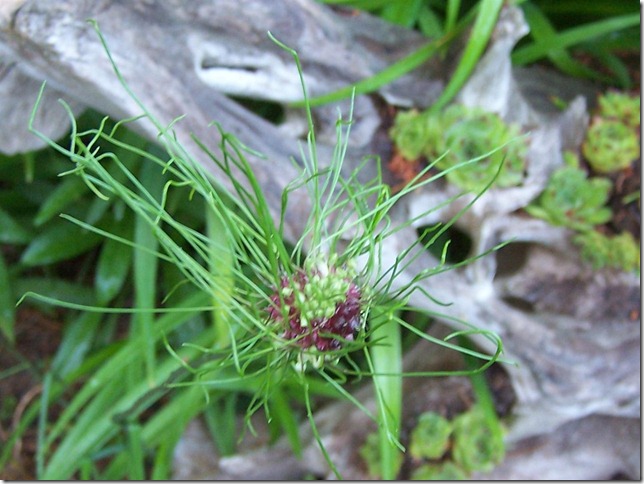 hairy allium cu 062410 (Large)