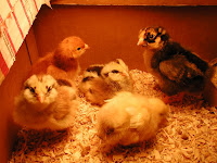 Fowl &ndash; 